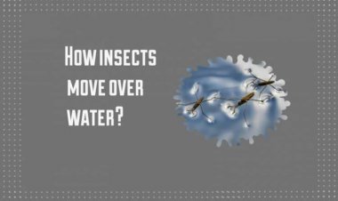 How insects move over water ?